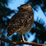 Observación de Búhos en Naha