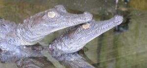 Monitoreo de caimanes y cocodrilos