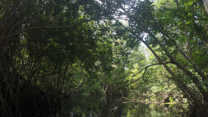 Protección y cuidado de manglares