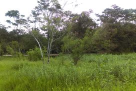 Reforestación en Cañón del Jabalí