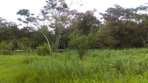 Reforestación en Cañón del Jabalí