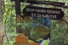 Iguanario en Cadena de cascadas el Chiflón