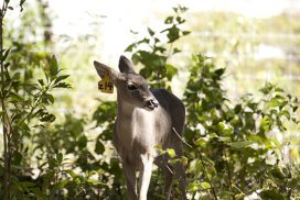 UMA de venado en Capulálpam