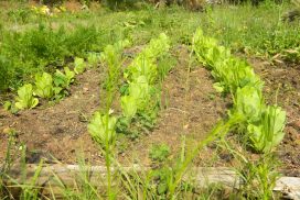 Hortaliza y lombricomposta en Loma Orgánica