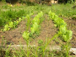 Hortaliza y lombricomposta en Loma Orgánica