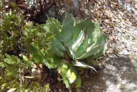 Cuidado de flora y fauna en Yahuiche