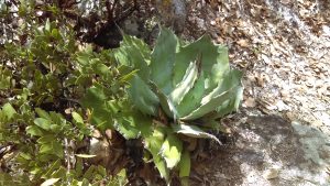 Cuidado de flora y fauna en Yahuiche