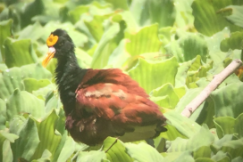 Monitoreo de fauna y flora en Copalita