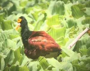 Monitoreo de fauna y flora en Copalita