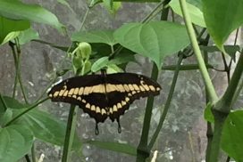 Mariposario en Muyil