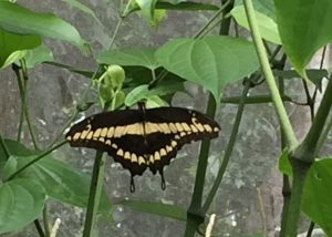 Mariposario en Muyil