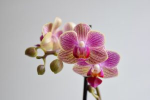 ¿Cómo cuidar una orquídea?